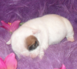 Puppy