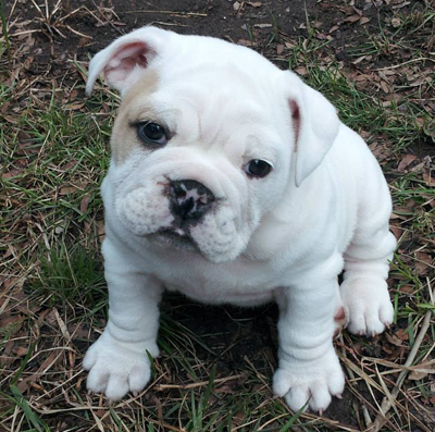 puppy
