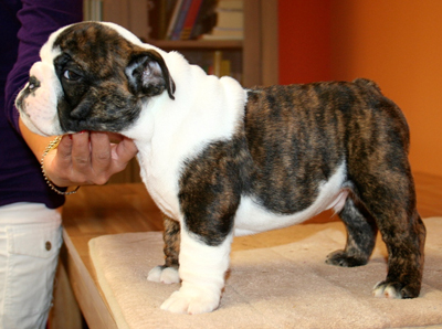 puppy
