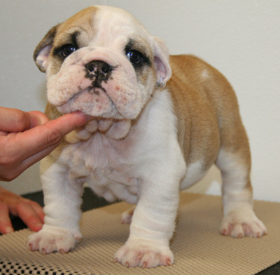 sully puppy2