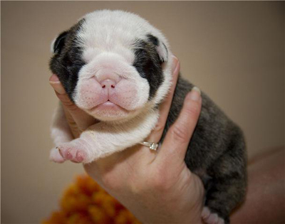 pup14